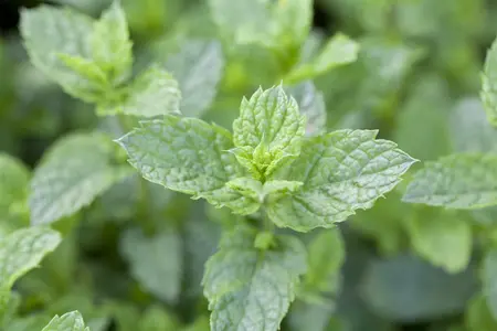 mentha hillary s sweet lemon - afbeelding 5