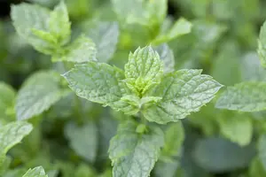 mentha hillary s sweet lemon - afbeelding 5
