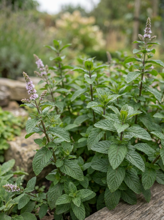 mentha piperita  bergamot 