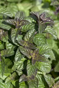 mentha spicata - afbeelding 3