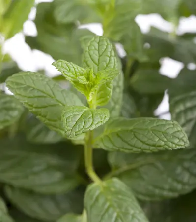 mentha spicata - afbeelding 1