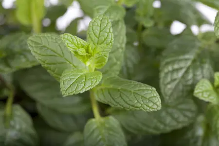 mentha spicata - afbeelding 2