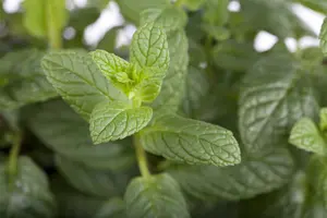 mentha spicata - afbeelding 2