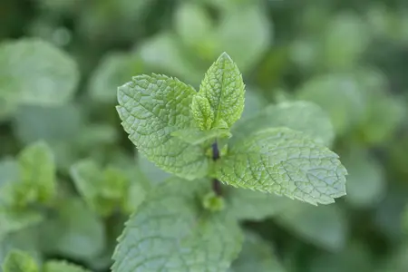 mentha spicata - afbeelding 4