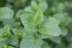 mentha spicata - afbeelding 4