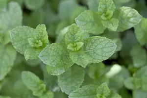 mentha spicata - afbeelding 5