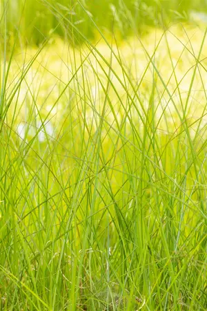 miscanthus sin.  gracillimus  - afbeelding 4