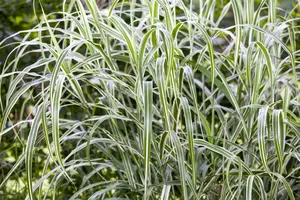 miscanthus sinensis  cosmopolitan  - afbeelding 2