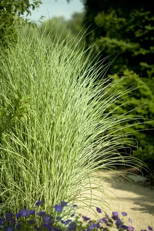 miscanthus sinensis  morning light  - afbeelding 3