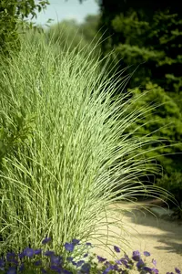 miscanthus sinensis  morning light  - afbeelding 3