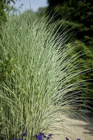miscanthus sinensis  morning light  - afbeelding 5