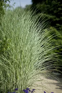 miscanthus sinensis  morning light  - afbeelding 5