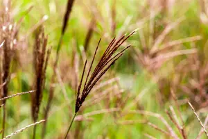 miscanthus sinensis  red chief  - afbeelding 5