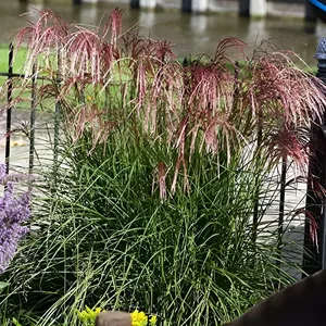 miscanthus sinensis red cloud ®