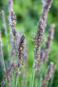 molinia caerulea  moorhexe