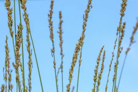 molinia caerulea  moorhexe  - afbeelding 5