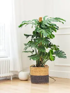 monstera