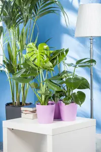 klein - afbeelding 4