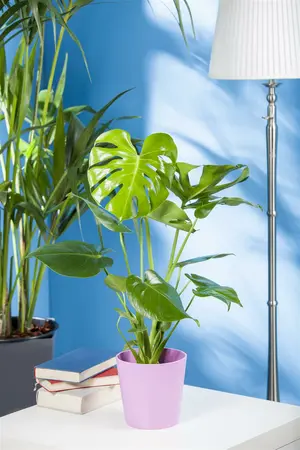 klein - afbeelding 5