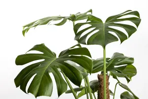 monstera deliciosa pertusum