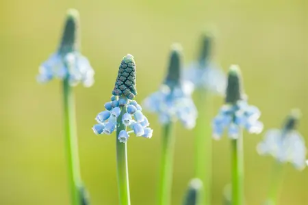 muscari blue magic - afbeelding 4