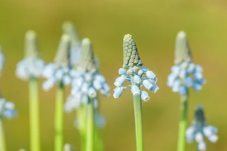 muscari blue magic - afbeelding 5