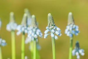 muscari blue magic - afbeelding 5