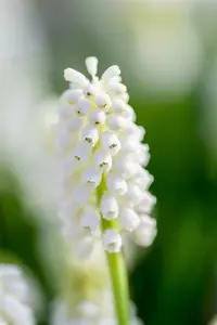 muscari white magic - afbeelding 2