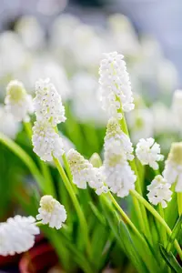 muscari white magic - afbeelding 4