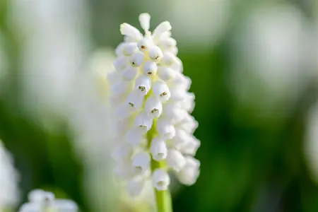 muscari white magic - afbeelding 1
