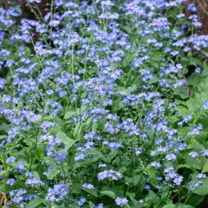 myosotis pal.