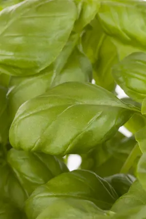ocimum basilicum - afbeelding 3