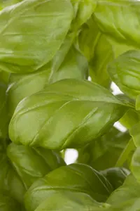 ocimum basilicum - afbeelding 3