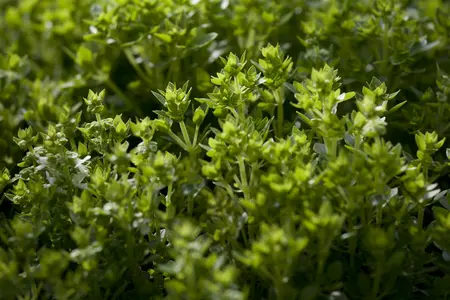 ocimum basilicum - afbeelding 1