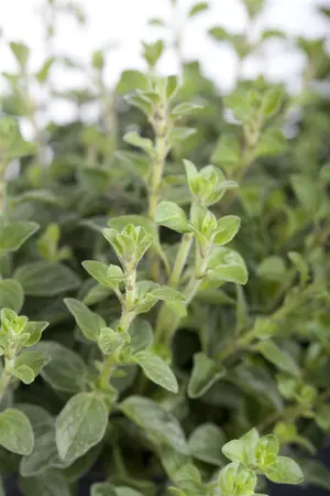 origanum vulg.  hot spicy - afbeelding 2