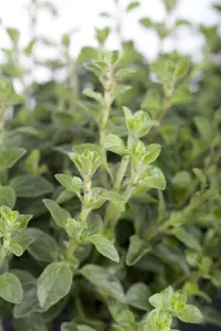 origanum vulg.  hot spicy - afbeelding 2