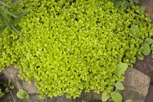 origanum vulg.  hot spicy - afbeelding 3