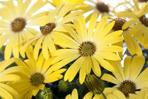 osteospermum