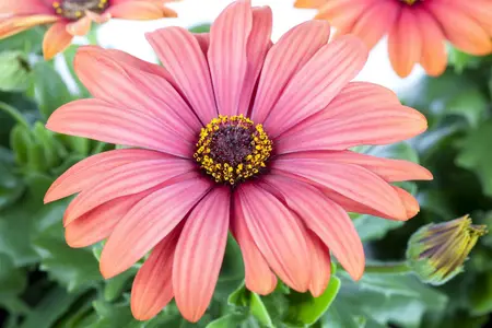 osteospermum - afbeelding 2