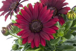 osteospermum - afbeelding 3