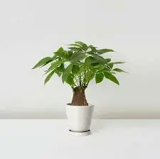 pachira macrocarpa