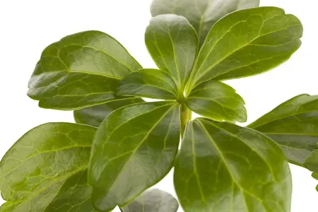 pachysandra terminalis - afbeelding 1