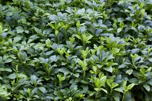 pachysandra terminalis - afbeelding 2