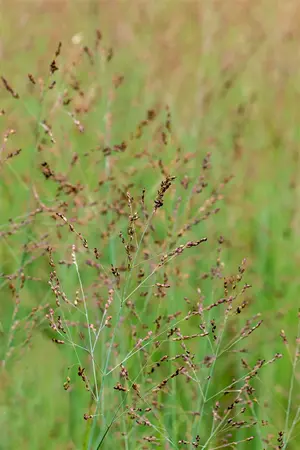 panicum virgatum  heavy metal  - afbeelding 5