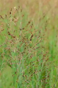 panicum virgatum  heavy metal  - afbeelding 5