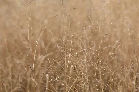 panicum virgatum  heavy metal  - afbeelding 1