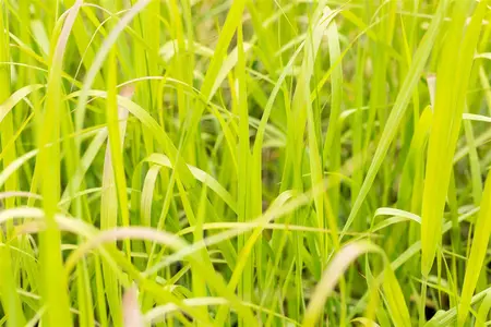 panicum virgatum  heavy metal  - afbeelding 2