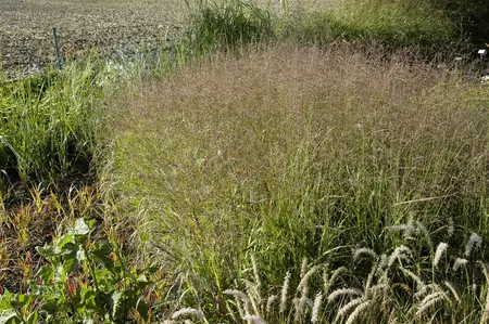 panicum virgatum  shenandoah  - afbeelding 2