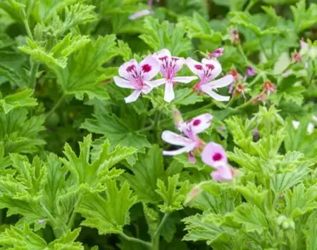 pelargonium  citronella 