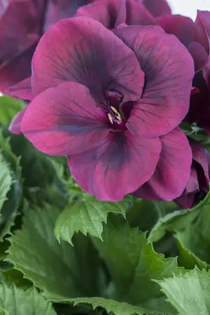 pelargonium grandiflorum - afbeelding 2
